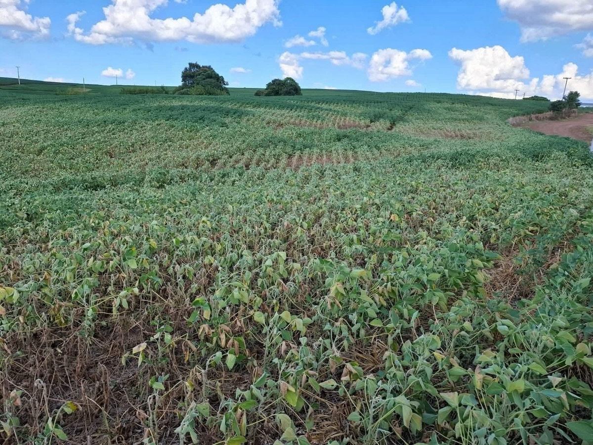 Chuvas irregulares geram frustrações de safra em alguns municípios do RS