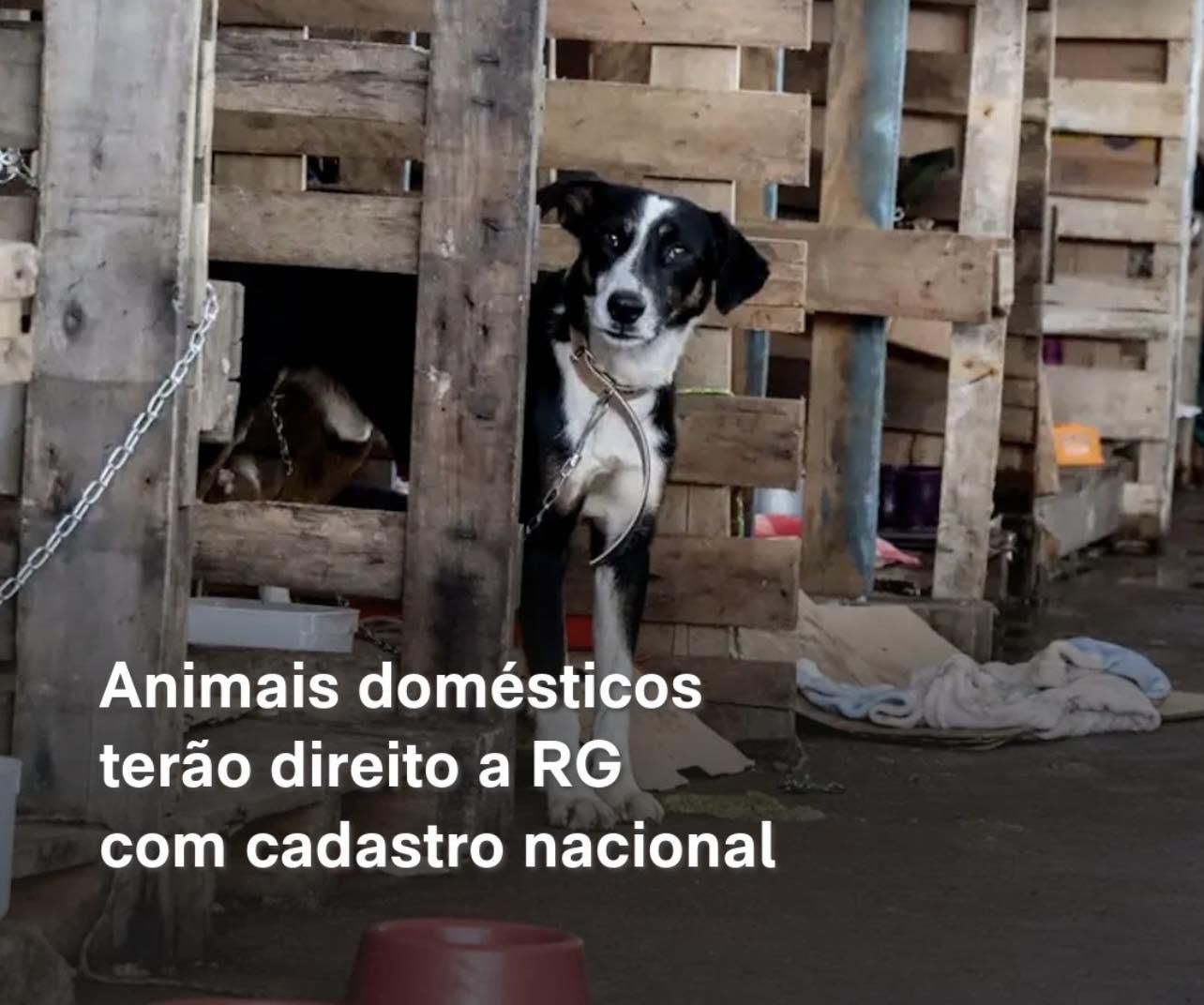 Animais domésticos terão direito a RG com cadastro nacional