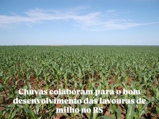 Chuvas colaboram para o bom desenvolvimento das lavouras de milho no RS