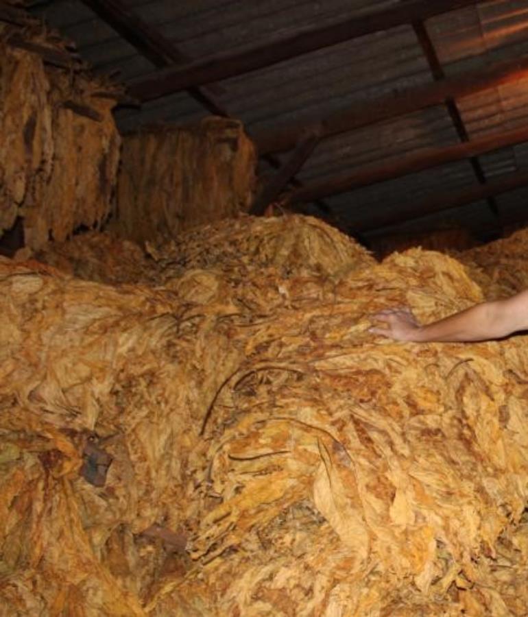 Preço do Tabaco pode ter melhor média dos últimos seis anos