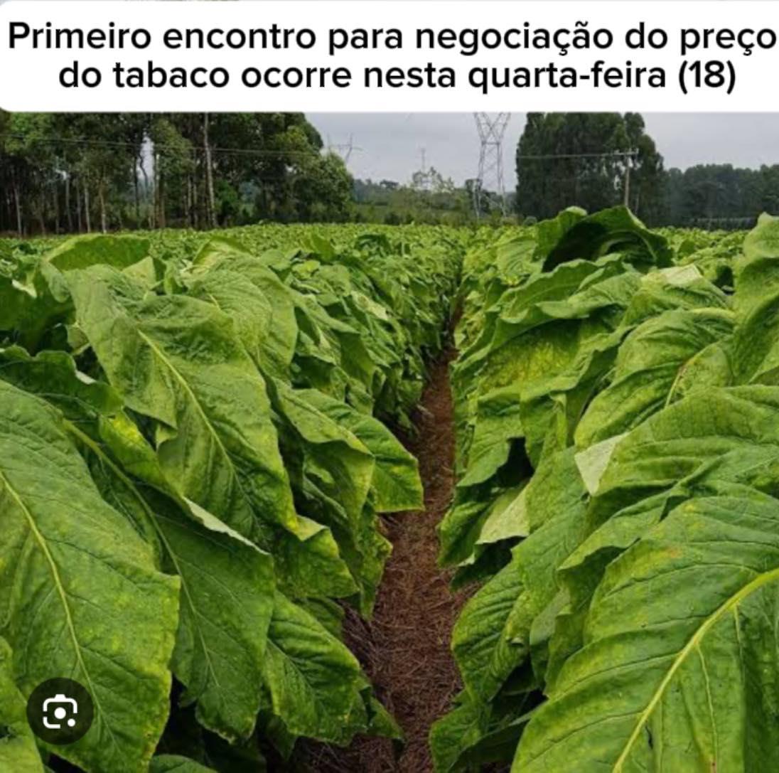 Primeiro encontro para negociação do preço do tabaco ocorre nesta quarta-feira (18)
